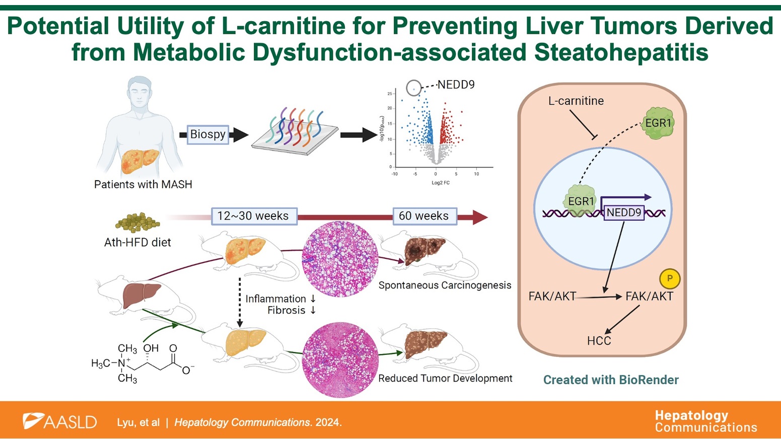 当科との共同研究による研究論文がHepatology Communicationsに掲載されました